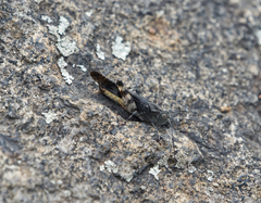 Spharagemon saxatile