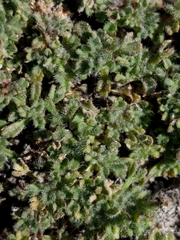 Erigeron compositus