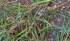 Crocosmia × crocosmiiflora