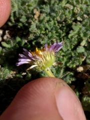 Erigeron compositus
