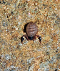 Geogarypus nigrimanus