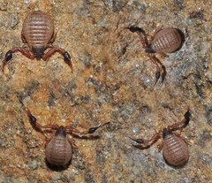 Geogarypus nigrimanus