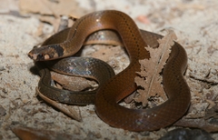 Tantilla