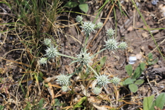 Eryngium nudicaule