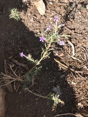 Ipomopsis multiflora