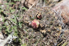 Gymnocalycium reductum