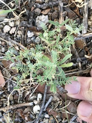 Hoffmannseggia glauca