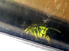 Vespula
