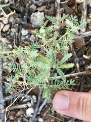 Hoffmannseggia glauca