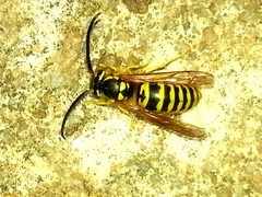 Vespula