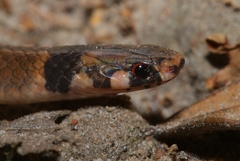 Tantilla