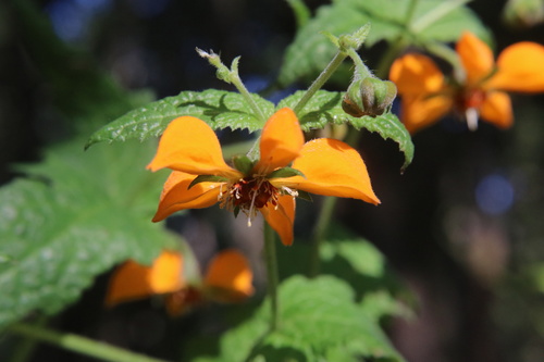 Loasa sclareifolia (Loasa sclareifolia)