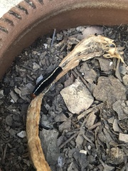 Lepidoptera