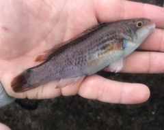 Ctenolabrus rupestris