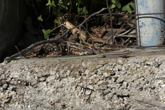 Anatololacerta pelasgiana