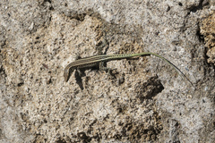 Anatololacerta pelasgiana