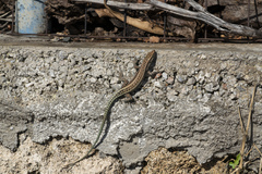 Anatololacerta pelasgiana