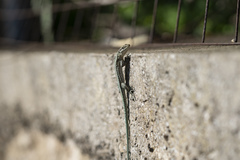 Anatololacerta pelasgiana