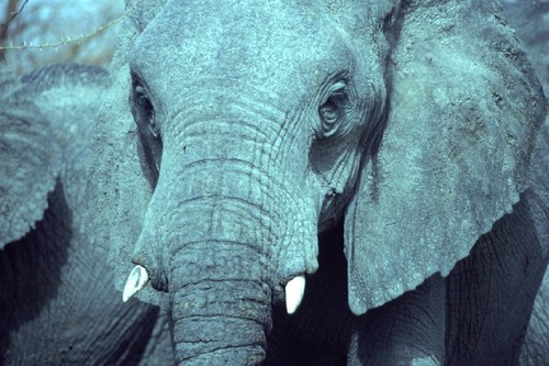 African Savanna Elephant