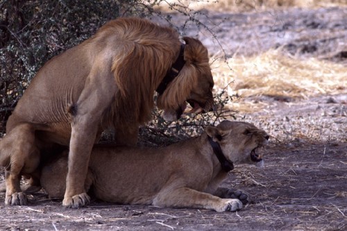 Northern Lion