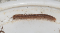 Striariinae