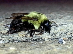Bombus impatiens