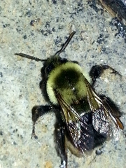 Bombus impatiens