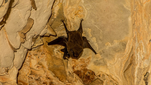 Lesser Dog-like Bat