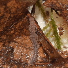 Striariinae