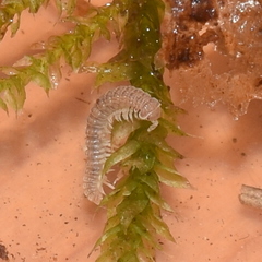 Striariinae