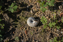 Xeropicta krynickii