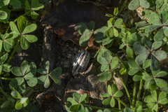Xeropicta krynickii