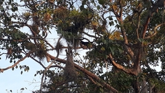 Psarocolius decumanus