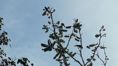 Psarocolius decumanus