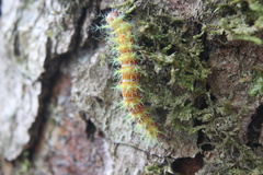 Ormiscodes amphimone