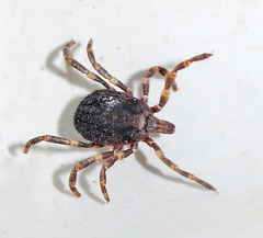 Hyalomma lusitanicum