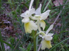 Orchis pauciflora