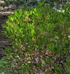 Arctostaphylos montana