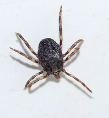 Hyalomma lusitanicum