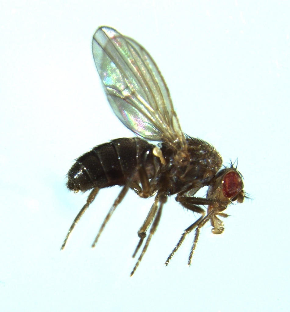 Drosophila virilis