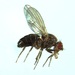 Drosophila virilis - Photo (c) MA Hanson, μερικά δικαιώματα διατηρούνται (CC BY-SA)