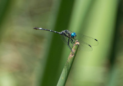 Micrathyria hypodidyma