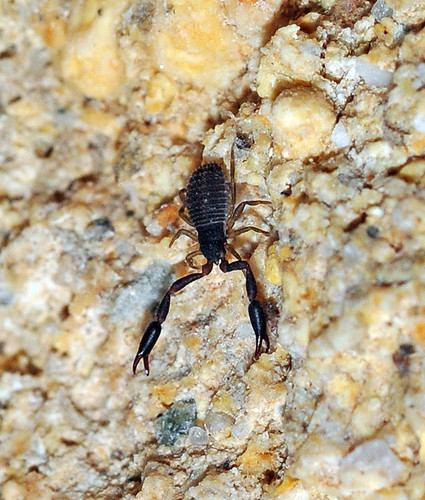 Hysterochelifer