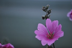 Malva moschata