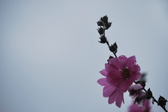 Malva moschata
