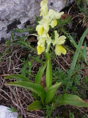 Orchis pauciflora