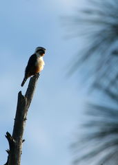 Microhierax caerulescens