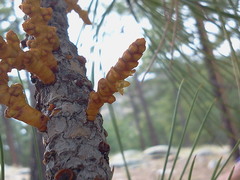 Arceuthobium vaginatum