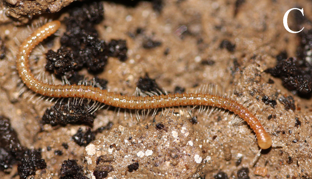 Glyphiulinae