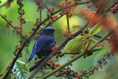 Niltava macgrigoriae